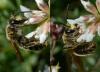 Andrena labialis